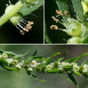 Kochia's greenish-yellow flowers are 4-5 mm across. Perfect flowers have five green, bluntly-triangular sepals that develop wings along their outer face, no petals, five stamens each with two large yellow or pink anthers, and a divided style; pistillate flowers lack the stamens. The flowers are wind-pollinated. The fruit is a flattened, five-lobed, winged capsule nestled in the sepals that contains a solitary seed. ITIS says that the accepted name for this plant is Kochia scoparia; World Flora Online claims the proper binomial is Bassia scoparia.