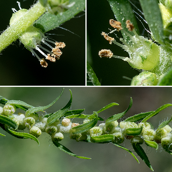 Kochia's greenish-yellow flowers are 4-5 mm across. Perfect flowers have five green, bluntly-triangular sepals that develop wings along their outer face, no petals, five stamens each with two large yellow or pink anthers, and a divided style; pistillate flowers lack the stamens. The flowers are wind-pollinated. The fruit is a flattened, five-lobed, winged capsule nestled in the sepals that contains a solitary seed. ITIS says that the accepted name for this plant is Kochia scoparia; World Flora Online claims the proper binomial is Bassia scoparia.