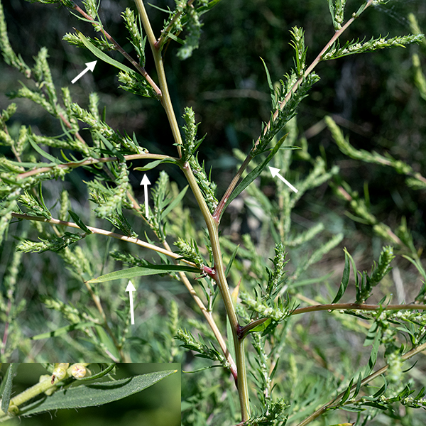 Kochia is a weedy annual native to Eurasia; it has evolved resistance to major herbicides and is a nuisance in disturbed habitats and agricultural fields. It can reach a wide range of sizes (1-6'); the larger plants are quite imposing. Stems are circular in section, red or greenish with lighter longitudinal stripes. The distinctive leaves are alternate, 2.5" long and 1/4" across, sessile, with smooth margins often fringed with hairs twice the width of the leaves. Flowers develop in clusters of 2-6 near leaf axils; the clusters lengthen to 1/2-2" long; they are covered with 1/2" needle-like bracts with hairs that may exceed the length of the bracts. ITIS says that the accepted name for this plant is Kochia scoparia; World Flora Online claims the proper binomial is Bassia scoparia.