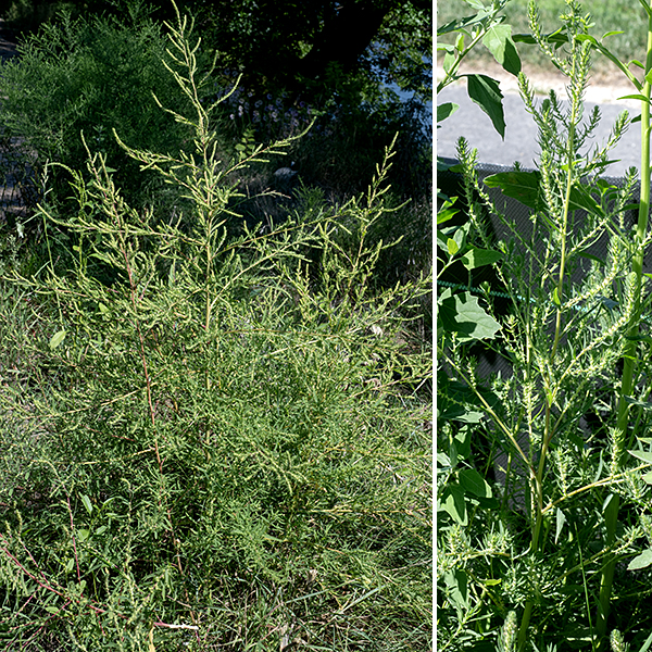 Kochia is a weedy annual native to Eurasia; it has evolved resistance to major herbicides and is a nuisance in disturbed habitats and agricultural fields. It can reach a wide range of sizes (1-6'); the larger plants are quite imposing. ITIS says that the accepted name for this plant is Kochia scoparia; World Flora Online claims the proper binomial is Bassia scoparia.