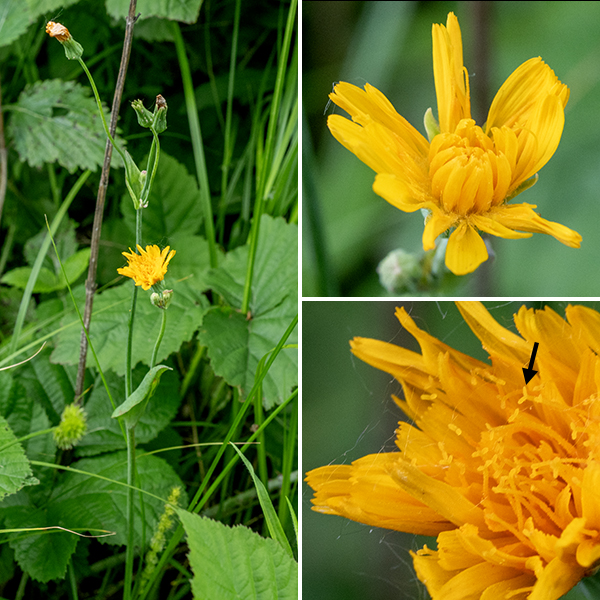 Two-flowered cynthia is a yellowish-orange dandelion-like composite flower consisting of only ray florets. Each of the 25-60 ray florets is elongate with a truncated tip with five tiny teeth; the stamens are orange and the styles have bifurcated tips. The basal leaves are hairless, up to 7" long and 2" across, with a broad, rounded tip; the base of the leaf narrows into winged petioles that clasp the stem. The margins of the leaves are nearly toothless. The 1-2' tall stems arise from the center of the basal rosette. One to six 1" wide flowers sit on stalks that emerge from an upper stem leaf axil where one or two lance-shaped leaves clasp the stem; unusually, only two flowers are open at any one time. The yellow-orange color is distinctive; most other dandelion-like flowers are yellow.
