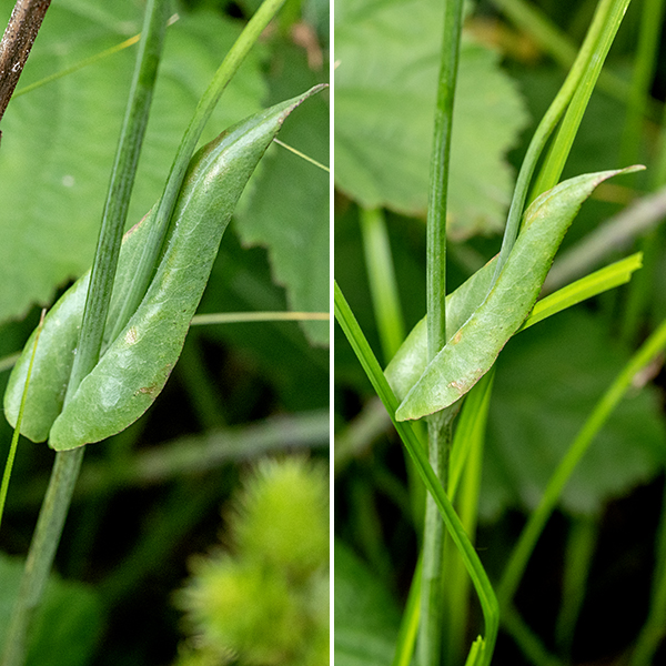 Two-flowered cynthia is a yellowish-orange dandelion-like composite flower consisting of only ray florets. Each of the 25-60 ray florets is elongate with a truncated tip with five tiny teeth; the stamens are orange and the styles have bifurcated tips. The basal leaves are hairless, up to 7" long and 2" across, with a broad, rounded tip; the base of the leaf narrows into winged petioles that clasp the stem. The margins of the leaves are nearly toothless. The 1-2' tall stems arise from the center of the basal rosette. One to six 1" wide flowers sit on stalks that emerge from an upper stem leaf axil where one or two lance-shaped leaves clasp the stem; unusually, only two flowers are open at any one time. The yellow-orange color is distinctive; most other dandelion-like flowers are yellow.