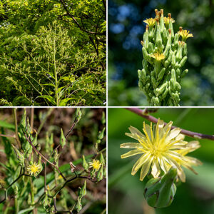 Canada lettuce gets up to 8' tall (and is quite impressive when it does), but is usually considerably shorter. On larger plants, the inflorescence is an apical pyramid 2' tall covered with dandelion-like flowerheads; on smaller plants the flowerheads may be more scattered. Flowerheads are yellow or "dirty orange," a bit over 1/4" wide with a 1/2" long calyx and 15-22 ray florets with toothed tips, each with five stamens and a bifurcated style; there are no disc florets. Seeds are oval, flattened, and attached to a tuft of threads (like a dandelion). Small Canada lettuce plants are superficially similar to prickly lettuce (Latuca serriola), but the latter has large spines on the underside of the main veins of the leaves and seeds that are attached to the tuft of hairs by a beak twice as long as the seed.