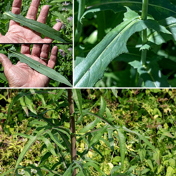 Canada lettuce stem is hairless, green, purple, or green with purple spots. Leaves are up to 12" long, alternate, lance-shaped, and widest at the base where they clasp the stem but are highly variable; the largest leaves are deeply lobed, giving a pinnate appearance, while the smaller leaves have only shallow lobes or none at all. Leaf margins may be smooth or shallowly toothed.