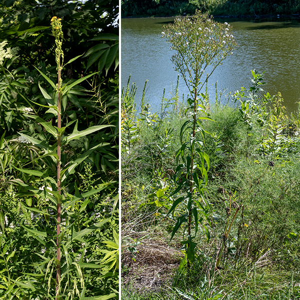 Canada lettuce gets up to 8' tall (and is quite impressive when it does), but is usually considerably shorter. On larger plants, the inflorescence is an apical pyramid 2' tall covered with dandelion-like flowerheads; on smaller plants the flowerheads may be more scattered. Seeds are oval, flattened, and attached to a tuft of threads (like a dandelion) by a "beak" at least half as long as the seed (but not longer). Small Canada lettuce plants are superficially similar to prickly lettuce (Latuca serriola), but the latter has large spines on the underside of the main veins of the leaves and seeds that are attached to the tuft of hairs by a beak twice as long as the seed.
