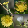 Prickly lettuce flowerheads dandelion-like, a distinctive pale lemon-yellow color, and 1/4-1/2" across; there are about 20 ray florets with squared, serrated ends (with five teeth), five stamens with yellow anthers, and a bifurcated style whose base is surrounded by the anthers. The seeds are attached to the tuft of hairs by a beak up to twice as long as the seed. Prickly lettuce is superficially similar to Canada lettuce (Latuca canadensis), but the latter has no spines on the leaves and seeds that are attached to a tuft of hairs by a beak no longer than the seed. Prickly lettuce is the closest wild relative to domestic lettuce (L. sativa).