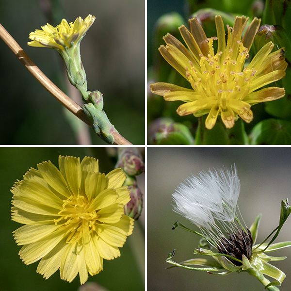Prickly lettuce flowerheads dandelion-like, a distinctive pale lemon-yellow color, and 1/4-1/2" across; there are about 20 ray florets with squared, serrated ends (with five teeth), five stamens with yellow anthers, and a bifurcated style whose base is surrounded by the anthers. The seeds are attached to the tuft of hairs by a beak up to twice as long as the seed. Prickly lettuce is superficially similar to Canada lettuce (Latuca canadensis), but the latter has no spines on the leaves and seeds that are attached to a tuft of hairs by a beak no longer than the seed. Prickly lettuce is the closest wild relative to domestic lettuce (L. sativa).