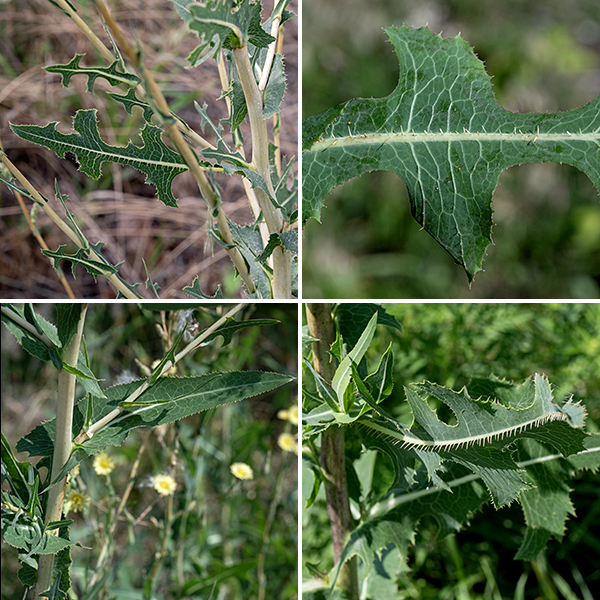 Prickly lettuce leaves have angular lobes that clasp the stem with pointed tips on either side. There are prominent midvein spines on the underside of the leaves with smaller spines along the leaf margins. (The spines are soft and cannot penetrate the skin; its not clear what their function is.)