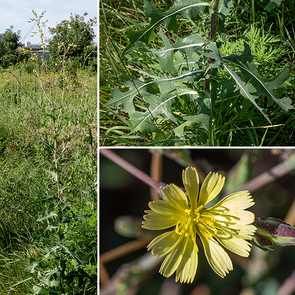 Prickly lettuce is an Old World exotic that gets up to 7' tall (not counting the inflorescence) but is usually much shorter; the stem is unbranched below the flowerheads. The leaves are alternate, up to 1' long, blue-green, larger near the base of the plant and getting smaller higher in the plant. The leaves have angular lobes that clasp the stem with pointed tips on either side. There are prominent midvein spines on the underside of the leaves with smaller spines along the leaf margins. (The spines are soft and cannot penetrate the skin; its not clear what their function is.) Flowerheads occur in panicles of 50-100 at the tips of the main stem and some side stems. The flowerheads dandelion-like, a distinctive pale lemon-yellow color, and 1/4-1/2" across; there are about 20 ray florets with squared, serrated ends (with five teeth), five stamens with yellow anthers, and a bifurcated style whose base is surrounded by the anthers.
