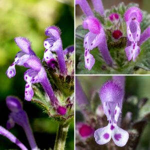 Henbit's vertically-oriented flowers occur in clusters of 4-10 at the top of stems. They are tubular, 1/2-3/4" long, initially narrow at the short, five-lobed green calyx, but broadening into a hood-like upper lip that is densely covered with short hairs and a drooping lower lip that broadens into two lobes. The stamens are attached to the base of the lower lip but have long filaments so that the purplish anthers are positioned just under the upper lip; the style is white, about 3/4" long, with a two-lobed stigma. The outer surfaces of the flower are purplish-pink to pink; the inner surfaces are white with purplish dots. The fruit is a cluster of four nutlets, each containing a single seed.