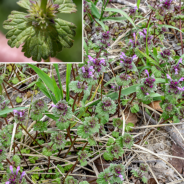 Henbit stems are four-angled and hollow, sandpapery with short hairs, and up to 2' long; the plant is sprawling and aggressive, often considered invasive. The leaves  are opposite, 1" across, circular or kidney shaped and slightly hairy. The upper leaves are sessile or clasp the stems, while the lower leaves have long petioles. This is the only dead-nettle (Lamium sp.) whose leaves clasp the stem. (True for the only other dead-nettle in Jackson Park, purple dead-nettle (Lamium purpureum).) Henbit might be confused with ground ivy (Glechoma hederacea), but the leaves of ground ivy species are always borne on petioles.