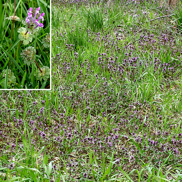 Henbit is a Eurasian exotic, now naturalized — a "ground-cover" plant whose upper leaves are sessile or clasp the stems, while the lower leaves have long petioles. This is the only dead-nettle (Lamium sp.) whose leaves clasp the stem. (True for the only other dead-nettle in Jackson Park, purple dead-nettle (Lamium purpureum).) Henbit might be confused with ground ivy (Glechoma hederacea), but the leaves of ground ivy species are always borne on petioles.
