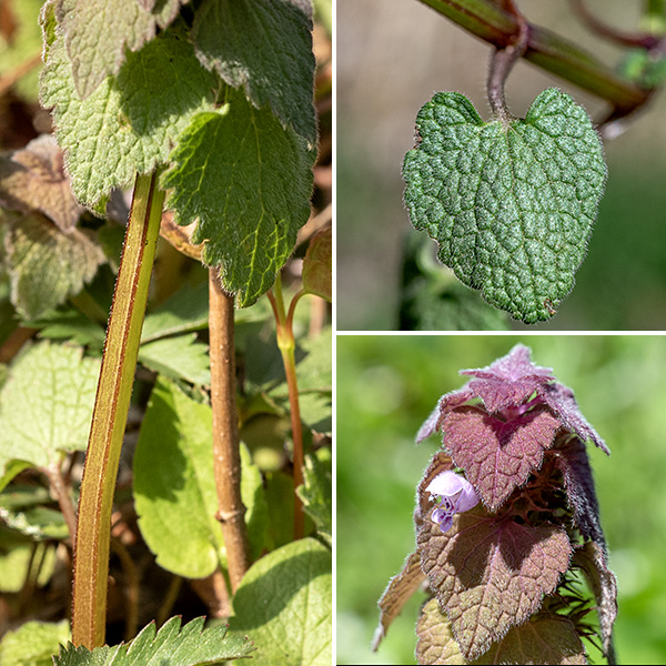 Purple dead-nettle is another naturalized Eurasian exotic that produces four-angled (square) unbranched stems 1/2-2.5' tall, although the species rarely gets over about a foot in Jackson Park.  The stem is often bare of leaves for the lower third of its length. The leaves are opposite, triangular or heart shaped, ~2" long and wide with short petioles, and covered with fine hairs; each pair of leaves is rotated 90° from the pairs above and below. Young leaves (at the top of the plant) often have a purple tint. The veins of the leaves are deeply indented into the blade producing a wrinkled appearance.