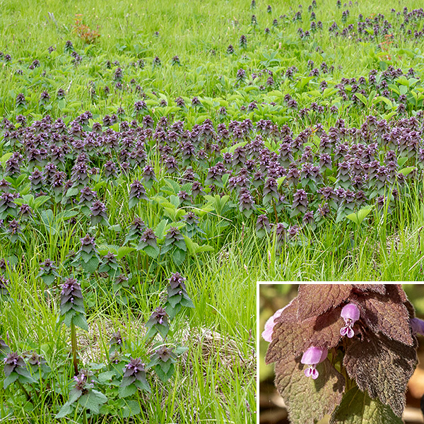 Purple dead-nettle is another naturalized Eurasian exotic. The closely-related henbit (Lamium amplexicaule) has much longer tubular flowers and leaves that are sessile or clasp the stem rather than being borne on petioles. The "dead-nettle" name comes from a resemblance of the leaves to some nettles, but the lack of stinging hairs (thus, a dead nettle).