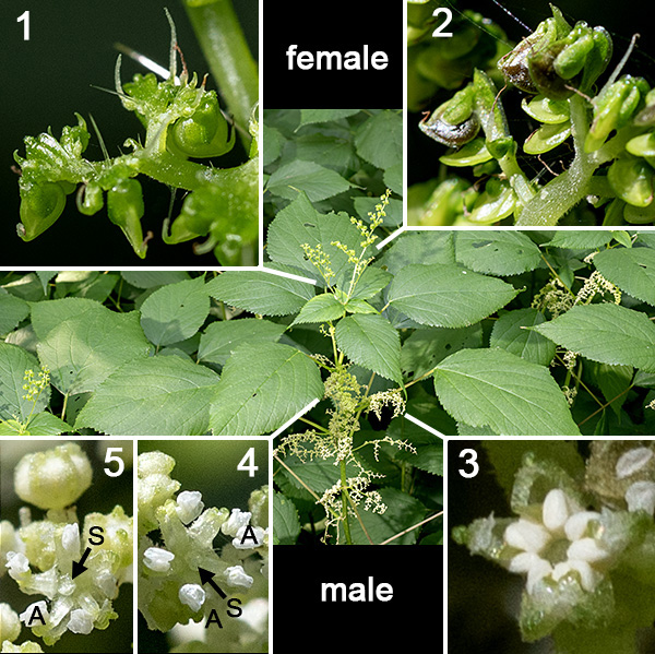 Wood nettle plants may be either monoecious (separate male and female flowers on the same plants) or unisexual (only male or only female flowers). Male flowers are produced from branching cymes 4" long that arise from the leaf axils; female flower are produced from branching cymes, also 4" long, localized near the apex of the stem. Male flowers are small (1/8" across), consisting of five narrow, greenish-white sepals and five stamens; there are no petals but there is a vestigial pistil. Female flowers are about the same size (1/8" across) with four green sepals (two larger, two smaller) that look like tiny leaves with undulating edges and an ovary with a long, white, vertically-oriented J-shaped style that tapers to a point. The female flowers are wind-pollinated. The fruit is circular in outline but very flattened, green turning black with maturation, on a short winged stalk; the remains of the style are attached at the free end of the fruit.
