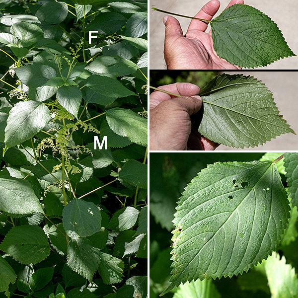 Wood nettle is native plant distantly related to the better known non-native stinging nettle (Urtica dioica), but is also defended by stinging hairs. The sting is intense but fades rapidly. Wood nettle prefers shaded habitats on the edge of woodlands, often forming dense colonies. The plant gets 2-4' tall; it may be branched or unbranched. The stems are round in section, light- or medium-green, and covered with stiff, white, (stinging) hairs. Leaves on the lower and middle regions of the stems are alternate; leaves on the upper parts of the plant are opposite. The leaves are large — up to 6" long and 4" across — oval or egg-shaped, pointed at the distal end, with serrated margins and a general wrinkled appearance; they are attached to a thin, 4" long petiole, also covered with stinging hairs. Individual plants may be either monoecious (separate male and female flowers on the same plants) or unisexual (only male or only female flowers).