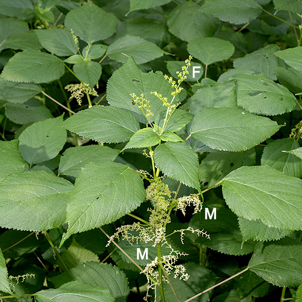 Wood nettle is native plant distantly related to the better known non-native stinging nettle (Urtica dioica), but is also defended by stinging hairs. The sting is intense but fades rapidly. Wood nettle prefers shaded habitats on the edge of woodlands, often forming dense colonies. The plant gets 2-4' tall; it may be branched or unbranched.  Individual plants may be either monoecious (separate male and female flowers on the same plants) or unisexual (only male or only female flowers).