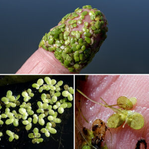 Duckweed is a tiny, floating flowering plant (one of the smallest in the group) that is present on the lagoons and Columbia Basin from May through October. The flower is highly reduced — about 1 mm across consisting of a cup-shaped scale, a pair of tiny stamens, and a single pistil; I have never observed it. (The flowers are rarely produced — most reproduction is vegetative.) The combination leaf and stem is oval, 2-5 mm long and 1.5-3.5 mm across with a single rootlet up to 2 cm long dangling from the underside. Unless you have a good magnifying glass or microscope, further detail will not be useful.