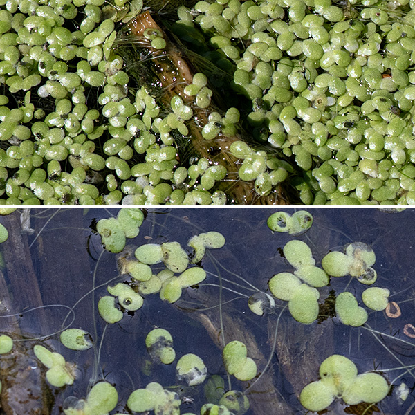 Duckweed is a tiny, floating flowering plant (one of the smallest in the group) that is present on the lagoons and Columbia Basin from May through October. The flower is highly reduced — about 1 mm across consisting of a cup-shaped scale, a pair of tiny stamens, and a single pistil; I have never observed it. (The flowers are rarely produced — most reproduction is vegetative.) The combination leaf and stem is oval, 2-5 mm long and 1.5-3.5 mm across with a single rootlet up to 2 cm long dangling from the underside. Unless you have a good magnifying glass or microscope, further detail will not be useful.