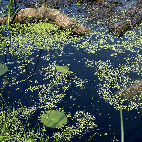 Duckweed is a tiny, floating flowering plant (one of the smallest in the group) that is present on the lagoons and Columbia Basin from May through October. The flower is highly reduced — about 1 mm across consisting of a cup-shaped scale, a pair of tiny stamens, and a single pistil; I have never observed it. (The flowers are rarely produced — most reproduction is vegetative.) The combination leaf and stem is oval, 2-5 mm long and 1.5-3.5 mm across with a single rootlet up to 2 cm long dangling from the underside. Unless you have a good magnifying glass or microscope, further detail will not be useful.
