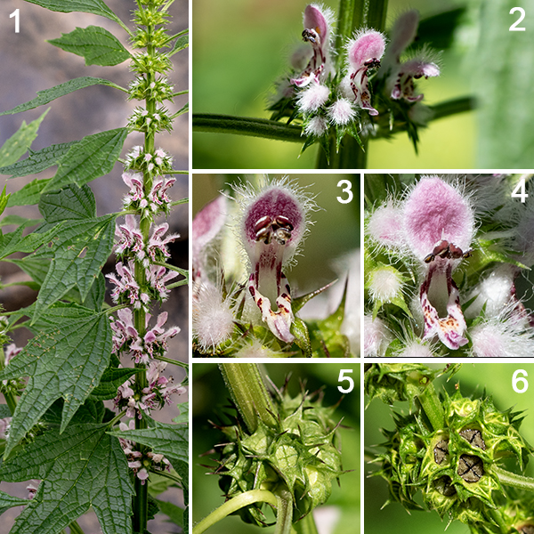 Motherwort is a naturalized exotic from Eurasia with stems up to 5' tall (more commonly 3-4'); branches occur near apex, if they are present at all. The flowers are sessile; they occur in whorls just above a pair of opposite leaves in the upper half of the plant, almost completely covering the stem. Individual flowers are about 3/8" long, two-lipped and VERY hairy on the outer surfaces with profuse long, white hairs; the upper lip is reflected backwards and unlobed, while the lower lip is divided into three lobes. The lips are white or light pink with purple spots on the lower lip and purple mottling on the upper lip. Four stamens with purple anthers protrude about half way up the upper lip; there s a single style with a two-lobed stigma that is located between the two longest stamens. The stubby, tubular calyx has five very sharp lobes/spines lending a touch of danger to the flowers; after fertilization, the calyx holds four nutlets, each containing a single seed. Motherwort was introduced from Europe (where it was previously introduced from Asia) primarily as a medicinal herb; it is now considered invasive. Motherwort could possibly be confused with field mint (Mentha arvensis) but field mint lacks the distinctive three- or five-lobed angular-cleft leaves of motherwort and has boldly-protruding stamens that are lacking in motherwort.
