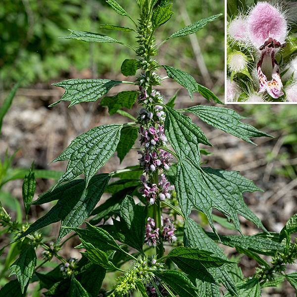 Motherwort is a naturalized exotic from Eurasia with stems up to 5' tall (more commonly 3-4'); branches occur near apex, if they are present at all. The stems are four-angled (square) and heavily ridged. The leaves are deeply-veined; the upper leaves are roughly oval with two very coarse teeth (or angular lobes), the middle leaves have three angular lobes, and the lower leaves have five angular lobes. After fertilization, the calyx holds four nutlets, each containing a single seed. Motherwort was introduced from Europe (where it was previously introduced from Asia) primarily as a medicinal herb; it is now considered invasive. Motherwort could possibly be confused with field mint (Mentha arvensis) but field mint lacks the distinctive three- or five-lobed angular-cleft leaves of motherwort and has boldly-protruding stamens that are lacking in motherwort.