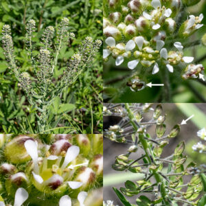 Field peppergrass tems produce racemes of flowers near their apex; flowers near the top of the raceme are the youngest with older flowers (and later seed pods) further down the inflorescence. The flowers have a calyx of green or purple-green, lance-like sepals, four white, spoon-shaped petals, six stamens, and a single style. The fruits are flattened pods oval in outline with the remnants of the style protruding from a notch in the end (rather like field pennycress, Thlaspi arvense); each seedpod contains two seeds. This is an easy plant to overlook if only because it look like the weed that it is.