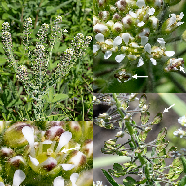 Field peppergrass tems produce racemes of flowers near their apex; flowers near the top of the raceme are the youngest with older flowers (and later seed pods) further down the inflorescence. The flowers have a calyx of green or purple-green, lance-like sepals, four white, spoon-shaped petals, six stamens, and a single style. The fruits are flattened pods oval in outline with the remnants of the style protruding from a notch in the end (rather like field pennycress, Thlaspi arvense); each seedpod contains two seeds. This is an easy plant to overlook if only because it look like the weed that it is.