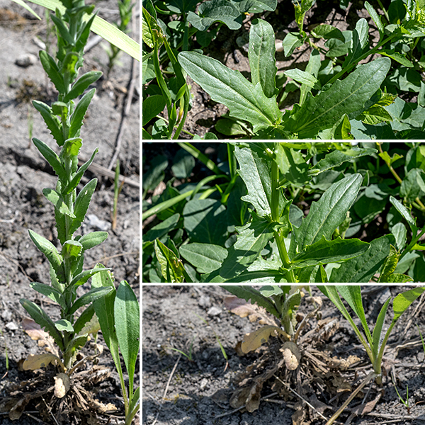 Field peppergrass (aka, field cress) is an exotic from Europe that gets 1-2' tall. Initially, the plant consists of a basal rosette of oval or pinnatifid leaves. One or more erect, gray-green stems (and stem leaves) covered with downy hairs arise that later tend to branch at the base and at the apex (where the flowers occur). Stem leaves are alternate, up to 3" long and 1/4 as wide, decreasing in size up the stem; the leaves clasp the stem. This is an easy plant to overlook if only because it look like the weed that it is.