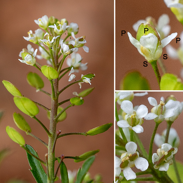 Peppergrass (aka, Virginia pepperweed) is a weedy, 1.5' tall, rather bushy plant. The flower spikes (racemes) are 2-4" long with tiny (