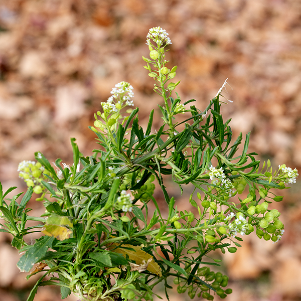 Peppergrass (aka, Virginia pepperweed) is a weedy, 1.5' tall, rather bushy plant. The plant starts as a rosette of pinnatifid basal leaves which gives rise to a number of erect stems that are green or reddish and covered with dense, low hairs. The stem leaves are alternate (although some may appear opposite), narrow (four times longer than wide), sessile, with widely spaced teeth (on the lower leaves) or smooth margins (on the upper leaves). The flower spikes (racemes) are 2-4" long with tiny (