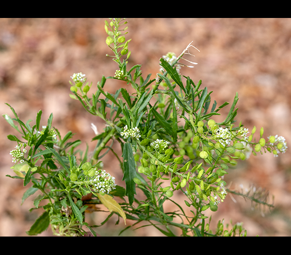 Peppergrass (aka, Virginia pepperweed) is a weedy, 1.5' tall, rather bushy plant. The plant starts as a rosette of pinnatifid basal leaves which gives rise to a number of erect stems that are green or reddish and covered with dense, low hairs. The stem leaves are alternate (although some may appear opposite), narrow (four times longer than wide), sessile, with widely spaced teeth (on the lower leaves) or smooth margins (on the upper leaves). The flower spikes (racemes) are 2-4" long with tiny (