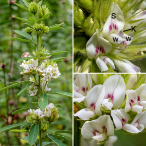 Round-headed bush-clover present stout, tall (2-5') green columns in the middle of open habitats. The stem is unbranched below the midpoint (except at the inflorescences), round in section, grooved, and densely covered in white hairs. At the apex of the main stem and on some of the side stems are slightly elongated balls of flowers 3-5" long and half as wide with numerous clover-like white flowers nearly hidden among leafy bracts; brown flowerheads and stalks may persist through winter. Each clover-like flower is about 1/4" wide and 1/2" long with five petals, one large vertical upper petal ("standard") and two perpendicular side petals ("wings") are visible; the other two petals (forming the keel) are hidden from view by the wings. There are ten stamens, all but one with their filaments fused together, and a single style with a small stigma. The petals are white with a patch of reddish-purple near the junction of the three visible petals. The fruit is a fuzzy pod less than 1/4" long containing a single seed. Round-headed bush-clover is a perennial with a tap root that may go down two meters into the soil.