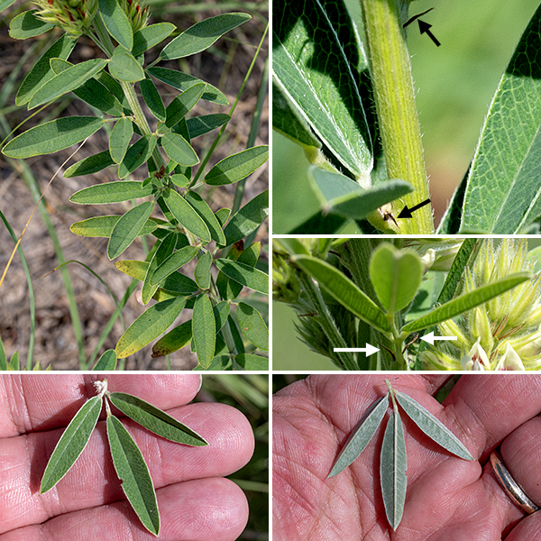 Round-headed bush-clover's stem is unbranched below the midpoint (except at the inflorescences), round in section, grooved, and densely covered in white hairs. The leaves are alternate, trifoliate-compound with leaflets about 3" long and a third as wide, oval, with a prominent midvein, scattered hairs on the upper surface, white with appressed hairs on the underside, smooth margins; the petiole is very short and flanked by a pair of narrow stipules where it joins the stem. In transmitted light, the leaves show a closed, looping venation pattern.  Round-headed bush-clover is a perennial with a tap root that may go down two meters into the soil.