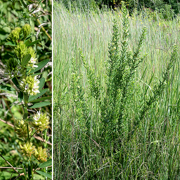 Round-headed bush-clover present stout, tall (2-5') green columns in the middle of open habitats. Round-headed bush-clover is a perennial with a tap root that may go down two meters into the soil.