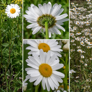 Ox-eye daisy is an aggressive plant that was introduced to the U.S. in the 19th century and is now thoroughly naturalized. Flowerheads occur singly at the apex of the stem on a long flower stalk. The flowerheads are about 1.5-2" across with 15-35 brilliant white, oblong ray florets and 120-200 yellow disc florets in a central, flattened disc about 3/4" across. The ray florets are fertile (they bear pistils with a split stigma) while the disc florets have both pistils and stamens. The disc florets are tubular with five tiny lobes at the apex, five stamens, and a single style with a bifurcated tip. The underside of the flower has numerous bracts in 2-4 layers; the bracts are green with purple to brown edges that outline each bract.