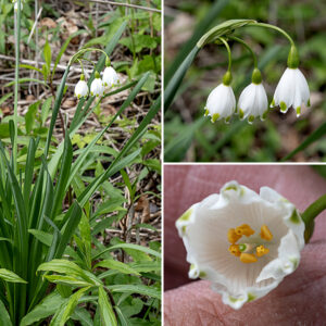 Despite its common name, summer snowflake starts blooming in the spring (late April), not the summer. It is an introduced species, native to Europe and west Asia, similar in appearance to snowdrops (Galanthus nivalis) but larger. The leaves are exclusively basal, up to 12" long and an inch wide, flattened, arching, dark green, sheathing the base of the stems which may be the same length but are usually shorter than the leaves. The flowers dangle from the tips of hollow flower scapes in groups of 2-5, subtended by a single green, sword-shaped, spathe-like bract. Each flower has three sepals and three petals (white, pointed, with a yellowish-green spot near their tips), six stamens with orange anthers, and a single style with a green tip and a tiny stigma. Summer snowflake is toxic if ingested (like many lilies).