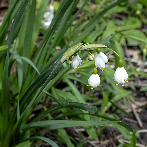 Summer snowflake leaves are exclusively basal, up to 12" long and an inch wide, flattened, arching, dark green, sheathing the base of the stems which may be the same length but are usually shorter than the leaves. The flowers dangle from the tips of hollow flower scapes in groups of 2-5, subtended by a single green, sword-shaped, spathe-like bract.