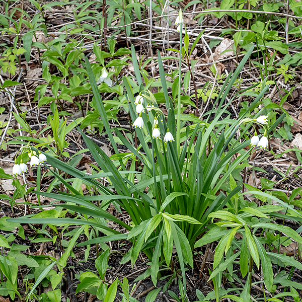 Despite its common name, summer snowflake starts blooming in the spring (late April), not the summer. It is an introduced species, native to Europe and west Asia, similar in appearance to snowdrops (Galanthus nivalis) but larger. The leaves are exclusively basal, up to 12" long and an inch wide, flattened, arching, dark green, sheathing the base of the stems which may be the same length but are usually shorter than the leaves. The flowers dangle from the tips of hollow flower scapes in groups of 2-5, subtended by a single green, sword-shaped, spathe-like bract. Each flower has three sepals and three petals (white, pointed, with a yellowish-green spot near their tips), six stamens with orange anthers, and a single style with a green tip and a tiny stigma. Summer snowflake is toxic if ingested (like many lilies).
