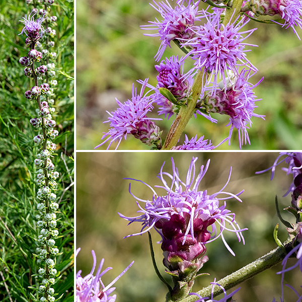 Rough blazing star's floral spike grows directly from the stem 6-18" long, with composite flowerheads along its length. Very early buds may appear as white, miniature cabbage-like structures, with purple highlights. Flowerheads open from the apex and proceed in a wave towards the base of the inflorescence. Flowerheads are about 1" across and usually stalkless. They are composed entirely of 25-40 disc florets (no ray florets), each with a tubular pinkish-purple corolla with five sharply-pointed apical lobes; a very long divided style emerges from the center of the corolla and the five brown anthers are inserted side by side around the base of the style. The exterior of the flowerhead is covered with 4-5 overlapping series of green or purple-tinged broadly rounded bracts whose edges are rolled in and rough with series of distinct, tiny teeth. Rocky Mountain blazing star's bracts look very similar to rough blazing star's, but the flowerheads of rough blazing star are essentially sessile (flower stalk no more than 1/4" long) while the flowerheads of Rocky Mountain blazing star have significant stalks, most commonly 1/2-1" long (as long as the flowerhead). The Jackson Park blazing stars bloom in the order cylindrical, prairie, rough, marsh, and Rocky Mountain; in relative abundance, rough is the most common, followed by cylindrical, prairie, marsh, and Rocky Mountain. Quick key to the Jackson Park blazing stars: bracts covering base of the flowerhead are (1) sharply pointed (-> cylindrical), (2) recurved away from flower, flaring (-> prairie), (3) tip round, closely appressed (-> marsh), (4) margins with tiny teeth, rolled under (-> rough if flower stalk is very short, Rocky Mountain if flower stalk about same length as flowerhead).