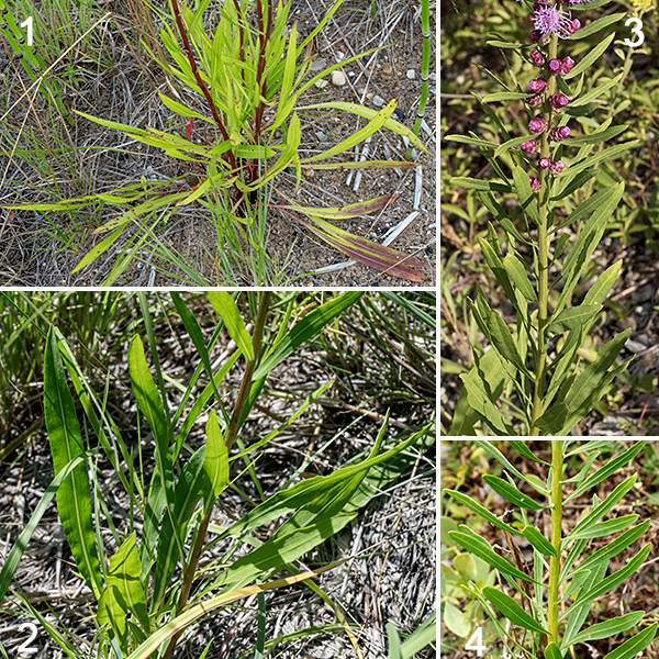 Rough blazing star stem is green or dark red, covered in stiff hairs. Basal leaves are up to 16" long with thin petioles making up about a quarter of that length; they are widest in the middle, tapering to a point at both ends, with smooth margins. The basal leaves often wither before the plants blooms. Stem leaves are about 3" long, dull- or bluish-green, spindle-shaped with a prominent midvein and a pointed tip; they are alternate but often so crowded that they appear to be whorled.  There is no distinct petiole. The stem leaves are shorter and broader than in other blazing stars, broadest in the middle.The Jackson Park blazing stars bloom in the order cylindrical, prairie, rough, marsh, and Rocky Mountain; in relative abundance, rough is the most common, followed by cylindrical, prairie, marsh, and Rocky Mountain.