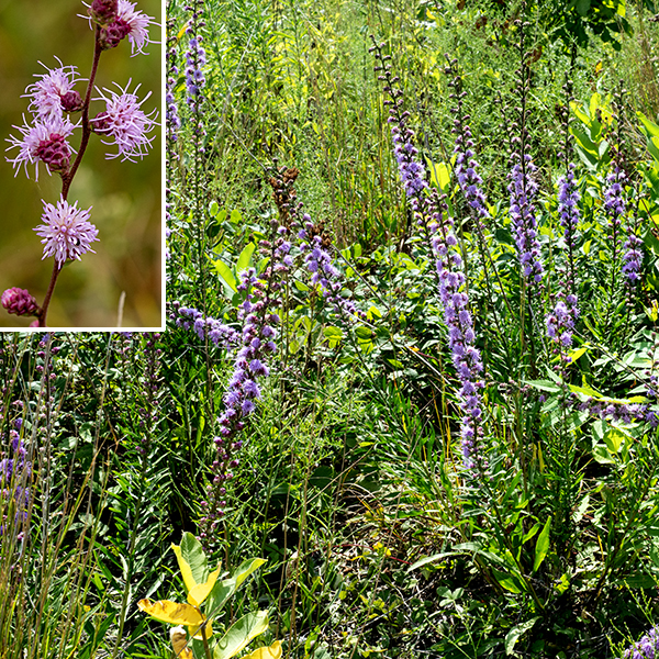 Rough blazing star is an iconic plant that is widespread in Jackson Park. It produces an unbranched spike of flowers 2-5' tall. The stem is green or dark red, covered in stiff hairs. Basal leaves are up to 16" long with thin petioles making up about a quarter of that length; they are widest in the middle, tapering to a point at both ends, with smooth margins. The basal leaves often wither before the plants blooms. Stem leaves are about 3" long, dull- or bluish-green, spindle-shaped with a prominent midvein and a pointed tip; they are alternate but often so crowded that they appear to be whorled.  There is no distinct petiole. The stem leaves are shorter and broader than in other blazing stars, broadest in the middle. The floral spike grows directly from the stem 6-18" long, with composite flowerheads along its length. Very early buds may appear as white, miniature cabbage-like structures, with purple highlights. Flowerheads open from the apex and proceed in a wave towards the base of the inflorescence. Flowerheads are about 1" across and usually stalkless. They are composed entirely of 25-40 disc florets (no ray florets), each with a tubular pinkish-purple corolla with five sharply-pointed apical lobes; a very long divided style emerges from the center of the corolla and the five brown anthers are inserted side by side around the base of the style. The exterior of the flowerhead is covered with 4-5 overlapping series of green or purple-tinged broadly rounded bracts whose edges are rolled in and rough with series of distinct, tiny teeth. Rocky Mountain blazing star's bracts look very similar to rough blazing star's, but the flowerheads of rough blazing star are essentially sessile (flower stalk no more than 1/4" long) while the flowerheads of Rocky Mountain blazing star have significant stalks, most commonly 1/2-1" long (as long as the flowerhead). The Jackson Park blazing stars bloom in the order cylindrical, prairie, rough, marsh, and Rocky Mountain; in relative abundance, rough is the most common, followed by cylindrical, prairie, marsh, and Rocky Mountain.