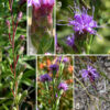Cylindrical blazing star is a more open plant than the other Jackson Park blazing stars, with the flowerheads relatively widely spaced along the 2-4" long racemes that are perched atop a 1-1.5' tall, unbranched stem. The showy flowerheads are pink or purplish-pink, about 1/2-3/4" in diameter, sessile or held on up to 3/4" stalks, with 15-25 disk flowers and no ray flowers; the base of the flowerheads is covered with 5-7 layers of scale-like, overlapping bracts with a sharp tip that together form a slim cylinder ~3/4" long and 1/3" diameter. The disk florets are tubular with five recurved triangular flaps at their apex; a pinkish white style, surrounded at its base by the five closely-packed yellowish-brown anthers and divided distally into two long filaments. Cylindrical blazing star appears to prefer dryer, well drained soils. The Jackson Park blazing stars bloom in the order cylindrical, prairie, rough, marsh, and Rocky Mountain; in relative abundance, rough is the most common, followed by cylindrical, prairie, marsh, and Rocky Mountain blazing stars. Quick key to the Jackson Park blazing stars: bracts covering base of the flowerhead are (1) sharply pointed (-> cylindrical), (2) recurved away from flower, flaring (-> prairie), (3) tip round, closely appressed (-> marsh), (4) margins with tiny teeth, rolled under (-> rough if flower stalk is very short, Rocky Mountain if flower stalk about same length as flowerhead).