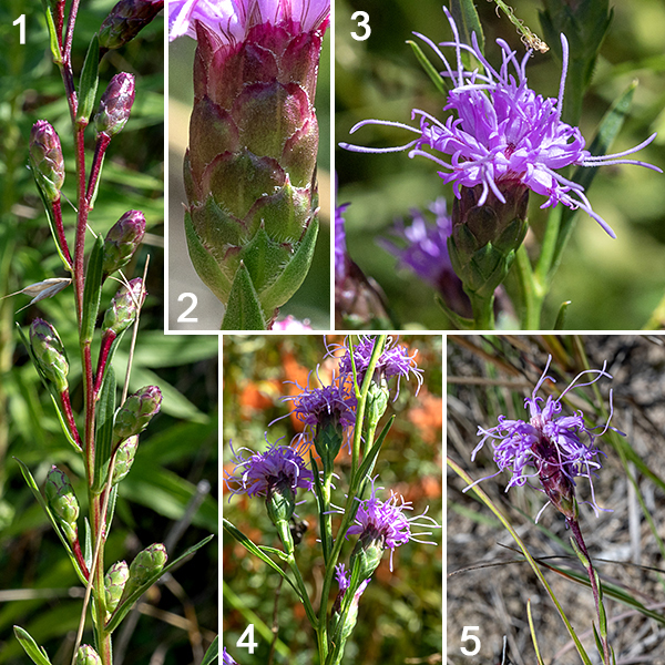 Cylindrical blazing star is a more open plant than the other Jackson Park blazing stars, with the flowerheads relatively widely spaced along the 2-4" long racemes that are perched atop a 1-1.5' tall, unbranched stem. The showy flowerheads are pink or purplish-pink, about 1/2-3/4" in diameter, sessile or held on up to 3/4" stalks, with 15-25 disk flowers and no ray flowers; the base of the flowerheads is covered with 5-7 layers of scale-like, overlapping bracts with a sharp tip that together form a slim cylinder ~3/4" long and 1/3" diameter. The disk florets are tubular with five recurved triangular flaps at their apex; a pinkish white style, surrounded at its base by the five closely-packed yellowish-brown anthers and divided distally into two long filaments. Cylindrical blazing star appears to prefer dryer, well drained soils. The Jackson Park blazing stars bloom in the order cylindrical, prairie, rough, marsh, and Rocky Mountain; in relative abundance, rough is the most common, followed by cylindrical, prairie, marsh, and Rocky Mountain blazing stars. Quick key to the Jackson Park blazing stars: bracts covering base of the flowerhead are (1) sharply pointed (-> cylindrical), (2) recurved away from flower, flaring (-> prairie), (3) tip round, closely appressed (-> marsh), (4) margins with tiny teeth, rolled under (-> rough if flower stalk is very short, Rocky Mountain if flower stalk about same length as flowerhead).