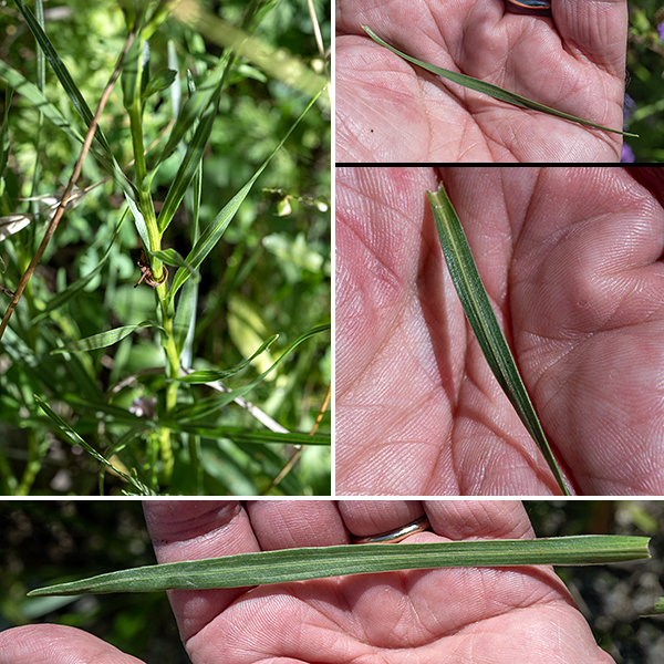 Cylindrical blazing star's basal leaves are stalked; the grass-like, sessile stem leaves are long (up to 8") and narrow (8 mm across). The stem leaves are alternate but may appear whorled because of their dense packing.