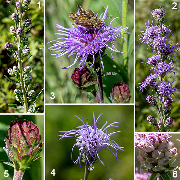Rocky Mountain blazing star (aka, northern plains blazing star) is the least common of the blazing stars in Jackson Park. Flowerheads lack ray florets but have 30-100 disc florets. Rocky Mountain blazing star flowerheads most closely resemble those of rough blazing star in that the bracts covering the base of the flowers in both have their edges rolled under with toothed edges, but the bracts in Rocky Mountain blazing star tend to flatten with age. The best way to distinguish the two species is by the length of the flowerhead's stalk —  the flowerheads of rough blazing star are essentially stalkless (stalks 1/4" long max) while those of Rocky Mountain blazing star are typically 1/2-1" long or longer, often the same size or longer than the flowerhead itself. Illinois is on the eastern edge of Rocky Mountain blazing star's range, so it's a fairly rare sight here. Quick key to the Jackson Park blazing stars: bracts covering base of the flowerhead are (1) sharply pointed (-> cylindrical), (2) recurved away from flower, flaring (-> prairie), (3) tip round, closely appressed (-> marsh), (4) margins with tiny teeth, rolled under (-> rough if flower stalk is very short, Rocky Mountain if flower stalk about same length as flowerhead).