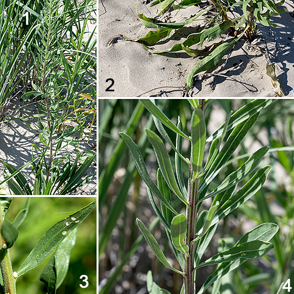 Rocky Mountain blazing star (aka, northern plains blazing star) is the least common of the blazing stars in Jackson Park. The basal leaves are up to 10" long, spatulate with long petioles. Stem leaves are alternate, sessile, narrow, covered with short white hairs, and less succulent-like than rough blazing star's leaves. Both basal and stem leaves are pale green. Illinois is on the eastern edge of Rocky Mountain blazing star's range, so it's a fairly rare sight here.