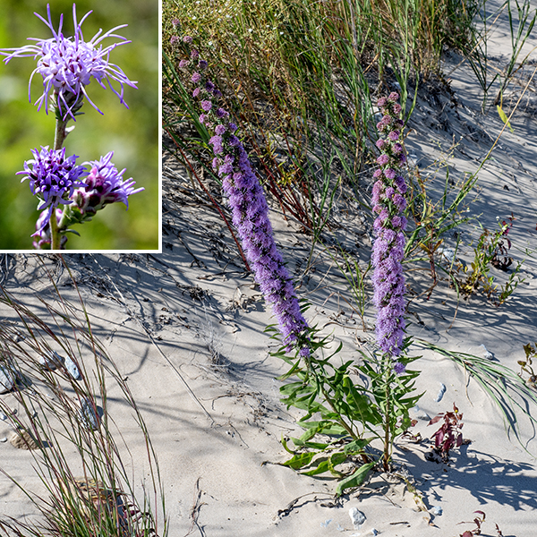 Rocky Mountain blazing star (aka, northern plains blazing star) is the least common of the blazing stars in Jackson Park. The basal leaves are up to 10" long, spatulate with long petioles. Stem leaves are alternate, sessile, narrow, covered with short white hairs, and less succulent-like than rough blazing star's leaves. Both basal and stem leaves are pale green. Flowerheads lack ray florets but have 30-100 disc florets. Rocky Mountain blazing star flowerheads most closely resemble those of rough blazing star in that the bracts covering the base of the flowers in both have their edges rolled under with toothed edges, but the bracts in Rocky Mountain blazing star tend to flatten with age. The best way to distinguish the two species is by the length of the flowerhead's stalk —  the flowerheads of rough blazing star are essentially stalkless (stalks 1/4" long max) while those of Rocky Mountain blazing star are typically 1/2-1" long or longer, often the same size or longer than the flowerhead itself. Illinois is on the eastern edge of Rocky Mountain blazing star's range, so it's a fairly rare sight here.