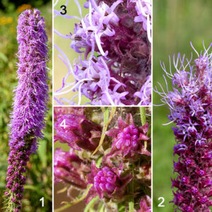 Prairie blazing star's stem ends in a spike of composite, purple flowerheads 1/4-1/2" across; pinkish-red bracts cover the underside of the flowerheads, tapering to a fine tip that dramatically curls away from the flowerhead (like the scales on a dry pine cone). (No other blazing stars have such recurved bracts.) Each flowerhead has 5-10 disc florets that are tubular, 7-10 mm long, with five lobes at the apex forming a prominent star shape. A hairy, divided style protrudes well beyond the apex of the corolla; the base of the style is surrounded by the 3 mm long, reddish-brown anthers of the five stamens. Prairie blazing stars prefer well-watered areas. The Jackson Park blazing stars bloom in the order cylindrical, prairie, rough, marsh, and Rocky Mountain; in relative abundance, rough is the most common, followed by cylindrical, prairie, marsh, and Rocky Mountain. Quick key to the Jackson Park blazing stars: bracts covering base of the flowerhead are (1) sharply pointed (-> cylindrical), (2) recurved away from flower, flaring (-> prairie), (3) tip round, closely appressed (-> marsh), (4) margins with tiny teeth, rolled under (-> rough if flower stalk is very short, Rocky Mountain if flower stalk about same length as flowerhead).