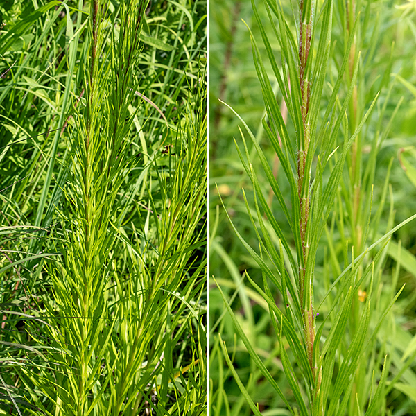Prairie blazing star is a striking plant up to 4' tall. The stem is stout, round in section with fine longitudinal ridges and scattered, white hairs. The basal leaves (and the lower stem leaves) are up to 10" long and 1/2" wide with short petioles and 3-5 main veins including a prominent central vein. Leaves are shorter higher on the stem (1" long near the inflorescence), alternate, grass-like, and mostly sessile; the stem leaves are numerous and crowded forming an ascending plume hiding the solitary stalk from view. Prairie blazing stars prefer well-watered areas. The Jackson Park blazing stars bloom in the order cylindrical, prairie, rough, marsh, and Rocky Mountain; in relative abundance, rough is the most common, followed by cylindrical, prairie, marsh, and Rocky Mountain. Quick key to the Jackson Park blazing stars: bracts covering base of the flowerhead are (1) sharply pointed (-> cylindrical), (2) recurved away from flower, flaring (-> prairie), (3) tip round, closely appressed (-> marsh), (4) margins with tiny teeth, rolled under (-> rough if flower stalk is very short, Rocky Mountain if flower stalk about same length as flowerhead).